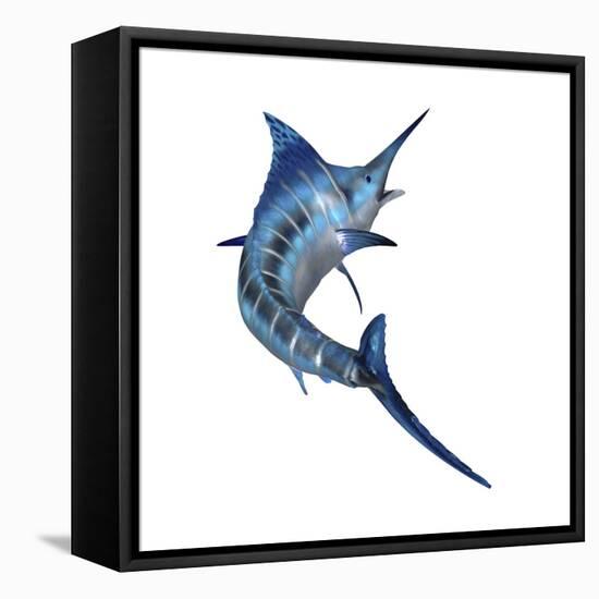 Blue Marlin-null-Framed Stretched Canvas