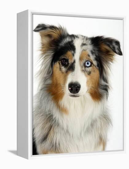 Blue-Merle Australian Shepherd Portrait with Odd Eyes-Petra Wegner-Framed Premier Image Canvas