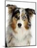 Blue-Merle Australian Shepherd Portrait with Odd Eyes-Petra Wegner-Mounted Photographic Print