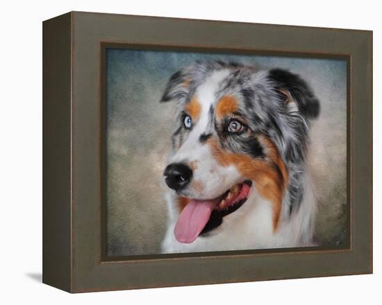 Blue Merle Australian Shepherd Portrait-Jai Johnson-Framed Premier Image Canvas