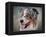 Blue Merle Australian Shepherd Portrait-Jai Johnson-Framed Premier Image Canvas