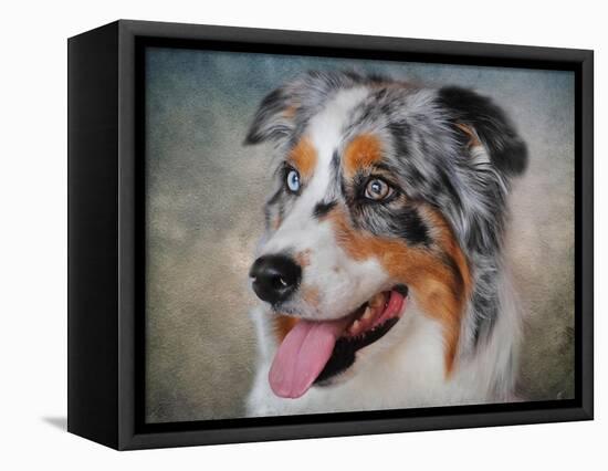 Blue Merle Australian Shepherd Portrait-Jai Johnson-Framed Premier Image Canvas