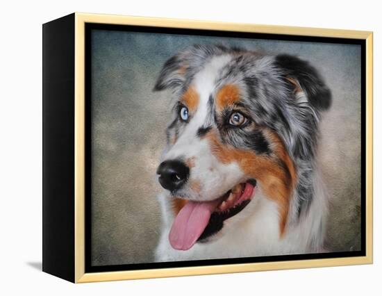 Blue Merle Australian Shepherd Portrait-Jai Johnson-Framed Premier Image Canvas