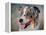 Blue Merle Australian Shepherd Portrait-Jai Johnson-Framed Premier Image Canvas