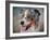 Blue Merle Australian Shepherd Portrait-Jai Johnson-Framed Giclee Print