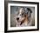 Blue Merle Australian Shepherd Portrait-Jai Johnson-Framed Giclee Print