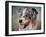 Blue Merle Australian Shepherd Portrait-Jai Johnson-Framed Giclee Print