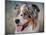 Blue Merle Australian Shepherd Portrait-Jai Johnson-Mounted Giclee Print