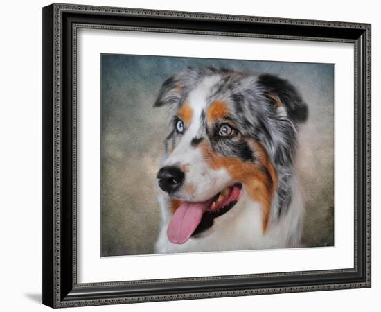 Blue Merle Australian Shepherd Portrait-Jai Johnson-Framed Giclee Print