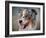 Blue Merle Australian Shepherd Portrait-Jai Johnson-Framed Giclee Print