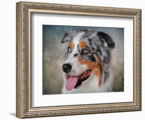 Blue Merle Australian Shepherd Portrait-Jai Johnson-Framed Giclee Print