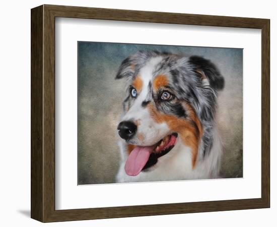 Blue Merle Australian Shepherd Portrait-Jai Johnson-Framed Giclee Print