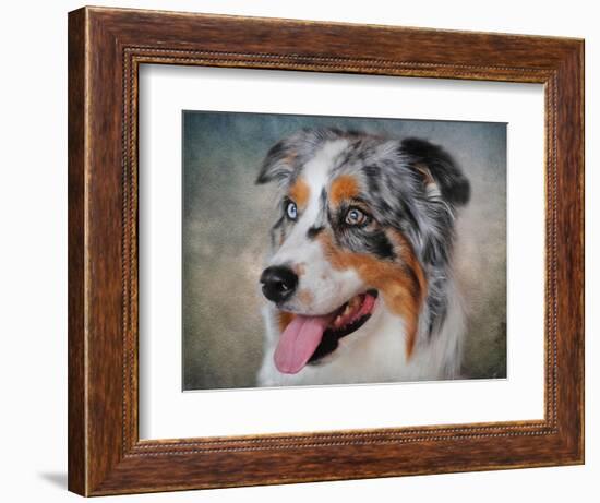 Blue Merle Australian Shepherd Portrait-Jai Johnson-Framed Giclee Print