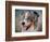 Blue Merle Australian Shepherd Portrait-Jai Johnson-Framed Giclee Print