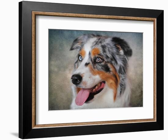 Blue Merle Australian Shepherd Portrait-Jai Johnson-Framed Giclee Print