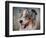 Blue Merle Australian Shepherd Portrait-Jai Johnson-Framed Giclee Print