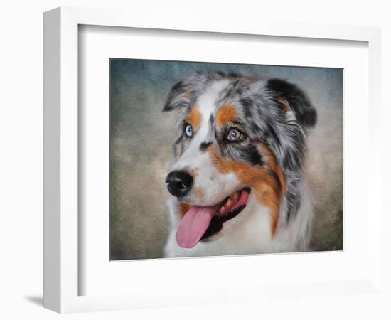 Blue Merle Australian Shepherd Portrait-Jai Johnson-Framed Giclee Print