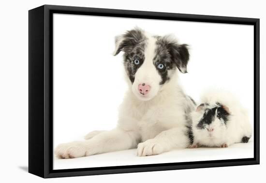 Blue Merle Border Collie Puppy, 9 Weeks, with Black and White Guinea Pig-Mark Taylor-Framed Premier Image Canvas