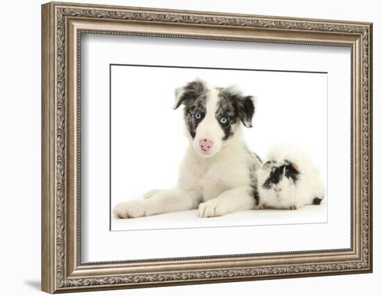 Blue Merle Border Collie Puppy, 9 Weeks, with Black and White Guinea Pig-Mark Taylor-Framed Photographic Print