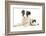 Blue Merle Border Collie Puppy, 9 Weeks, with Black and White Guinea Pig-Mark Taylor-Framed Photographic Print