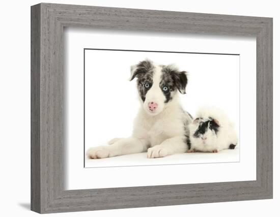 Blue Merle Border Collie Puppy, 9 Weeks, with Black and White Guinea Pig-Mark Taylor-Framed Photographic Print