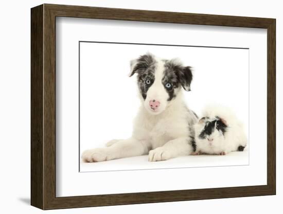 Blue Merle Border Collie Puppy, 9 Weeks, with Black and White Guinea Pig-Mark Taylor-Framed Photographic Print