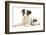 Blue Merle Border Collie Puppy, 9 Weeks, with Black and White Guinea Pig-Mark Taylor-Framed Photographic Print