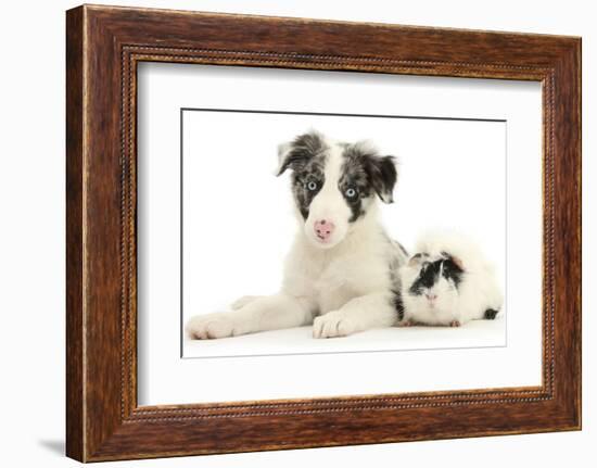 Blue Merle Border Collie Puppy, 9 Weeks, with Black and White Guinea Pig-Mark Taylor-Framed Photographic Print
