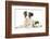 Blue Merle Border Collie Puppy, 9 Weeks, with Black and White Guinea Pig-Mark Taylor-Framed Photographic Print