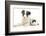 Blue Merle Border Collie Puppy, 9 Weeks, with Black and White Guinea Pig-Mark Taylor-Framed Photographic Print