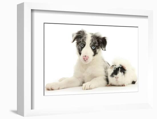 Blue Merle Border Collie Puppy, 9 Weeks, with Black and White Guinea Pig-Mark Taylor-Framed Photographic Print