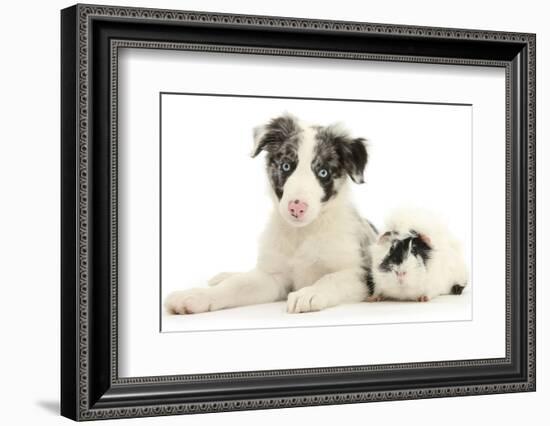 Blue Merle Border Collie Puppy, 9 Weeks, with Black and White Guinea Pig-Mark Taylor-Framed Photographic Print