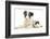 Blue Merle Border Collie Puppy, 9 Weeks, with Black and White Guinea Pig-Mark Taylor-Framed Photographic Print