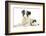 Blue Merle Border Collie Puppy, 9 Weeks, with Black and White Guinea Pig-Mark Taylor-Framed Photographic Print