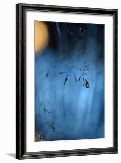 Blue Midnight-Heidi Westum-Framed Photographic Print