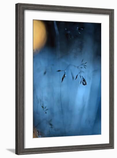 Blue Midnight-Heidi Westum-Framed Photographic Print