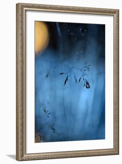 Blue Midnight-Heidi Westum-Framed Photographic Print