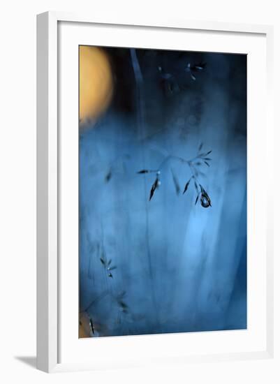 Blue Midnight-Heidi Westum-Framed Photographic Print