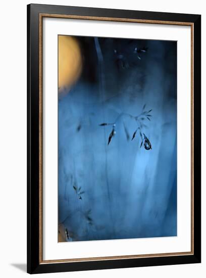 Blue Midnight-Heidi Westum-Framed Photographic Print