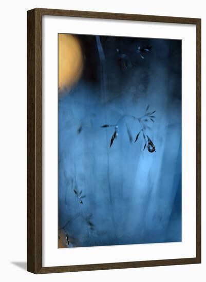 Blue Midnight-Heidi Westum-Framed Photographic Print