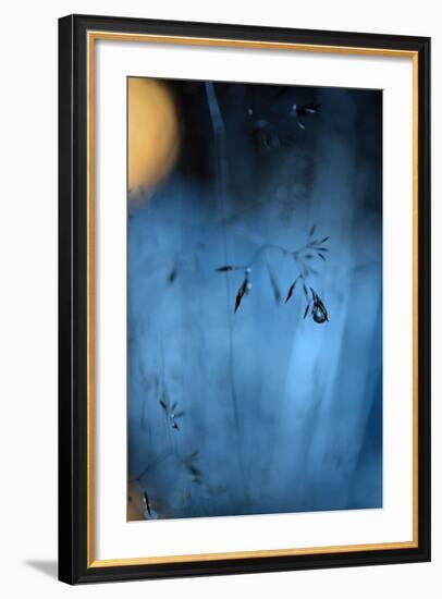 Blue Midnight-Heidi Westum-Framed Photographic Print