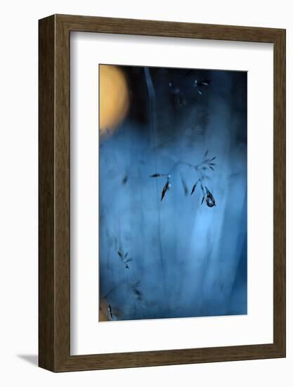 Blue Midnight-Heidi Westum-Framed Photographic Print