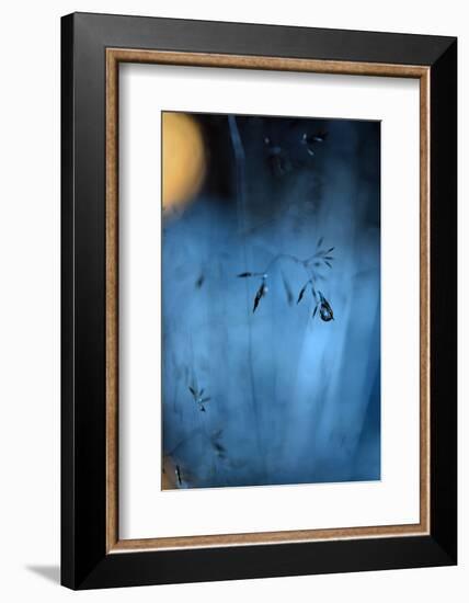 Blue Midnight-Heidi Westum-Framed Photographic Print