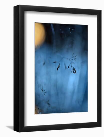 Blue Midnight-Heidi Westum-Framed Photographic Print