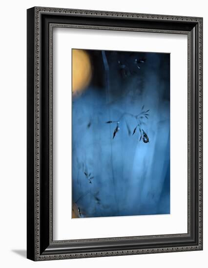 Blue Midnight-Heidi Westum-Framed Photographic Print