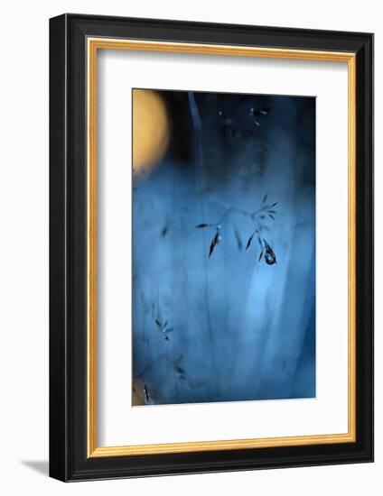 Blue Midnight-Heidi Westum-Framed Photographic Print