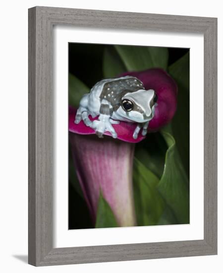 Blue milk frog on a flower-Maresa Pryor-Framed Photographic Print