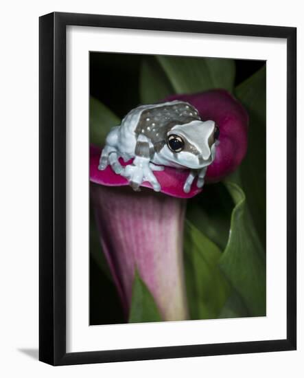 Blue milk frog on a flower-Maresa Pryor-Framed Photographic Print