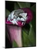 Blue milk frog on a flower-Maresa Pryor-Mounted Photographic Print