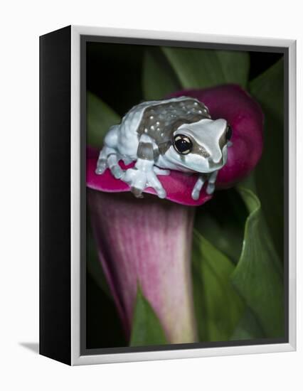 Blue milk frog on a flower-Maresa Pryor-Framed Premier Image Canvas